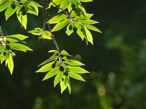 Back light of green leaf background.