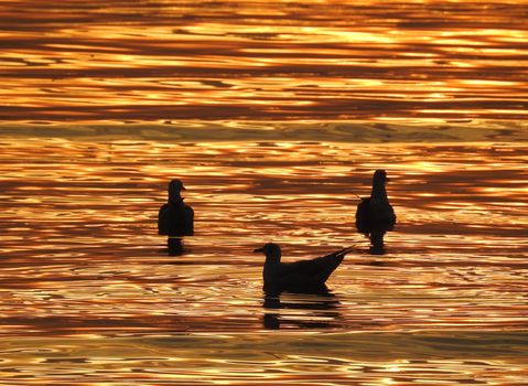 Silhouette seagull bird at sunset in Thailand.