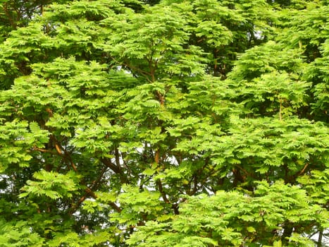 Branches of tree leaf in the park.