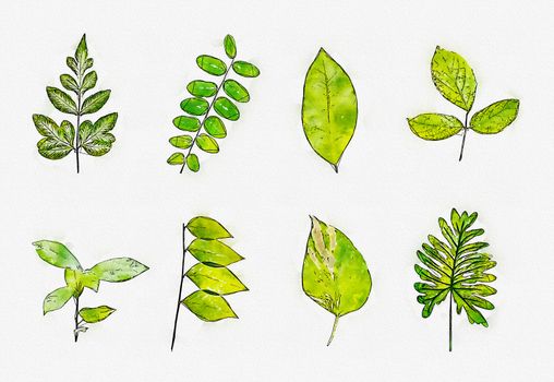watercolor or illustration of green leaves set isolated over white background.
