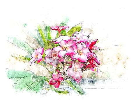 Watercolor illustration style of pink Plumeria
 flower.