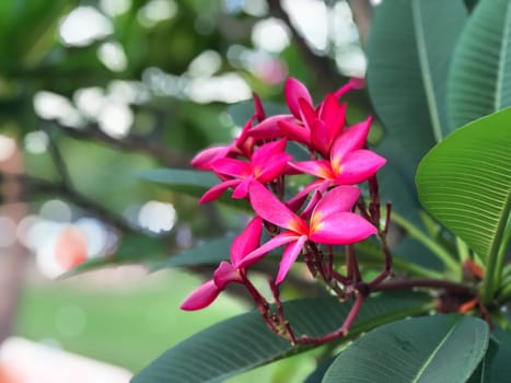 Plumeria flowers close-up on green background.