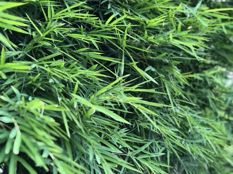 Thai bamboo leaves background.