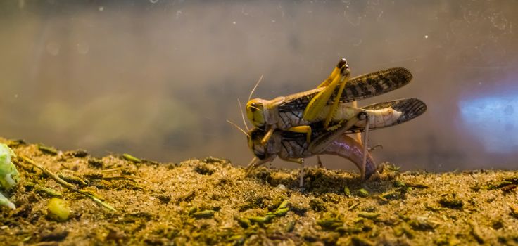 couple of migratory locusts mating together, wide spread insect specie