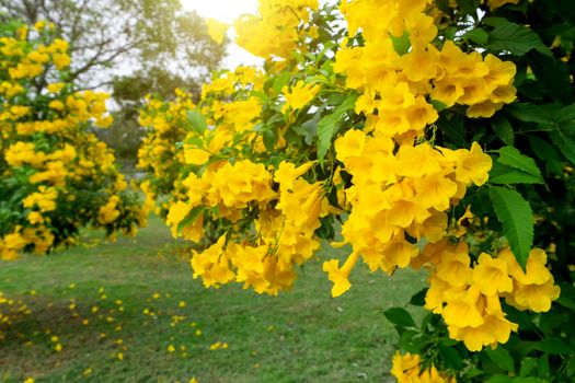 Beautiful Many Yellow tecoma stans flower background.