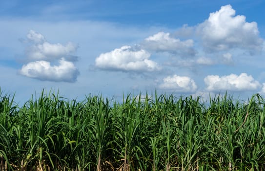 Sugar cane field with blue sky and cloud in thailand.