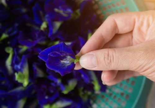 Hands are picking Clitoria ternatea or Fresh Butterfly pea flower background.