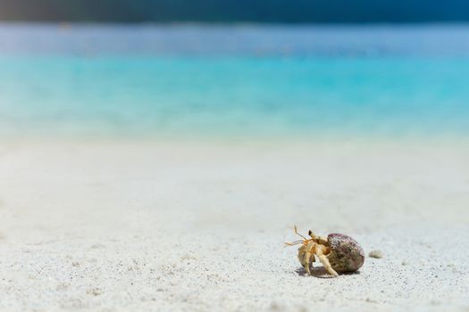 South Thailand hermit crab walking on the white sand beach.
