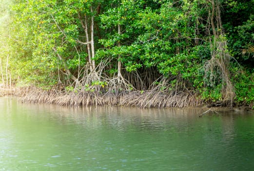 Above view of mangrove forest in thailand.