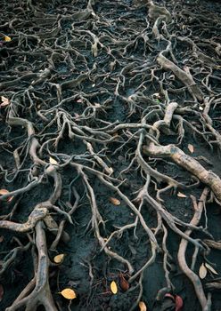 The roots of a large tree that grows bigger. The concept of growth.