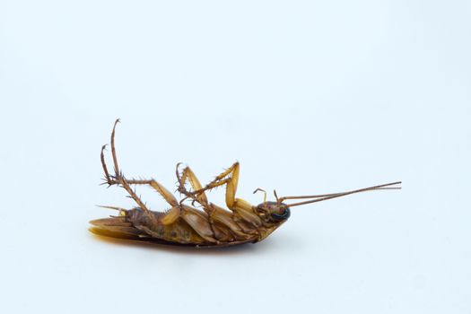Isolated dead Asian Cockroaches on white background.