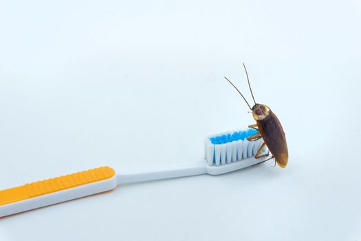 Isolated on white background of Asian Cockroaches are on the toothbrush.