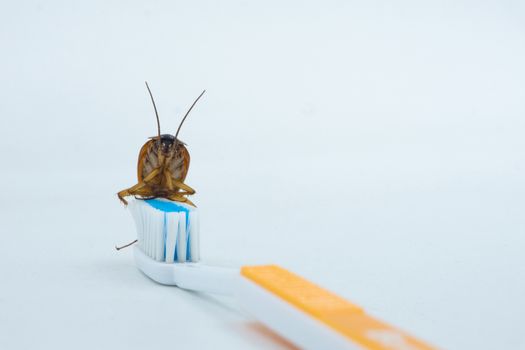 Isolated on white background of Asian Cockroaches are on the toothbrush.