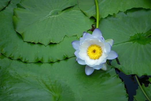 Violet and white thai water lily or lotus flower.