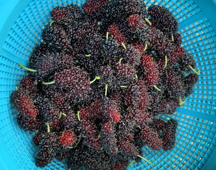 The mulberry fruits that are ripe and not ripe for health are placed in a blue basket.