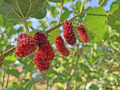 The mulberry fruits that are ripe and not ripe for health are placed in a blue basket.