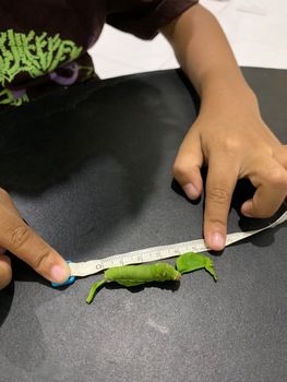 Asian children are measuring the size of caterpillars, kaffir lime leaves.