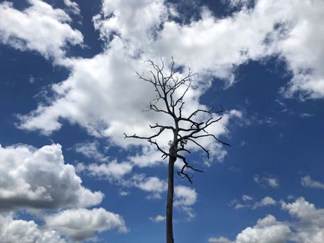 Blue sky and clouds with dead trees and empty branches.