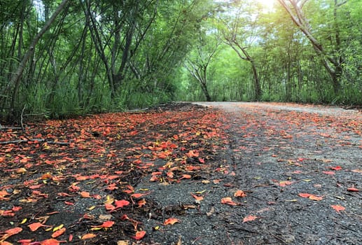 Red flowers that fall on the streets and green forests.