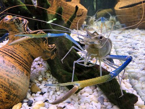 Giant river prawn or giant freshwater prawn, is a commercially important species of palaemonid freshwater prawn.