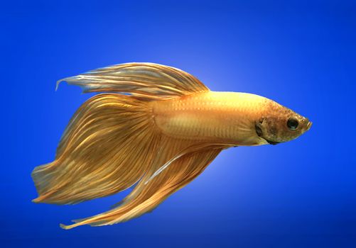 Golden Siamese fighting fish isolated on blue background.