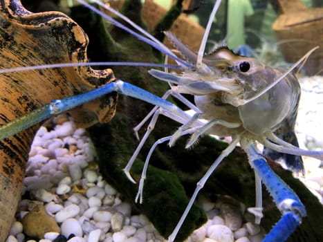 Giant river prawn or giant freshwater prawn, is a commercially important species of palaemonid freshwater prawn.
