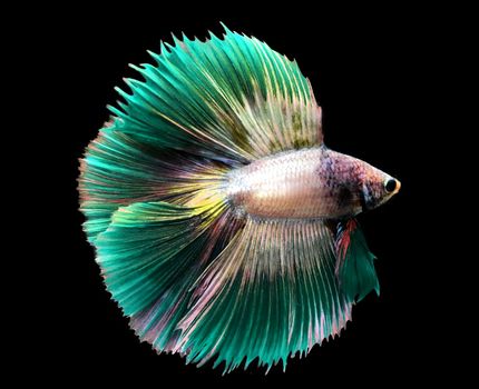 Green Siamese fighting fish isolated on blue background.