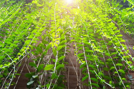 The green background leaves hanging from the wall of the cement wall, which is a decorative garden in the house.