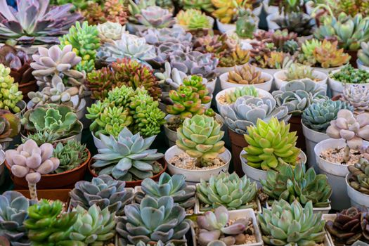 Group of many cactus in pot, A cactus is a member of the plant family Cactaceae.