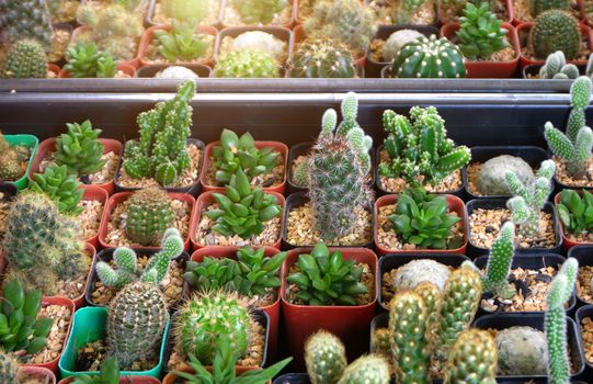 Group of many cactus in pot, A cactus is a member of the plant family Cactaceae.