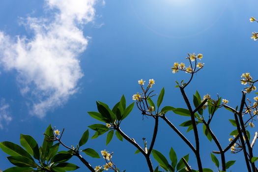 Plumeria flowers and blue sky background is a genus of flowering plants in the dogbane family, Apocynaceae. Most species are deciduous shrubs or small trees.