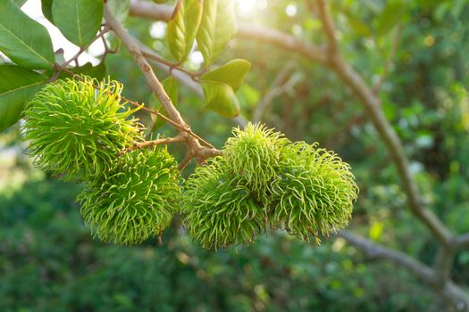 Green rambutan that is not yet ripe on rambutan tree.