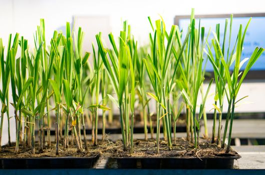 The experiment of planting rice in the lab.