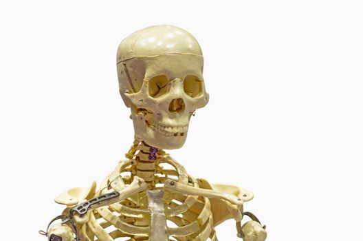 Close-Up Of Human skeleton Against White Background with clipping path.