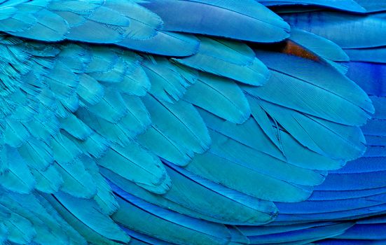 Close up of Blue macaw birds feathers background and texture.