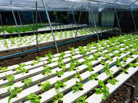 Hydroponics or Hydroculture is the method of growing plants in the nutrients that they need instead of soil. The plant foods are simply put into water instead for the plants to live in. 