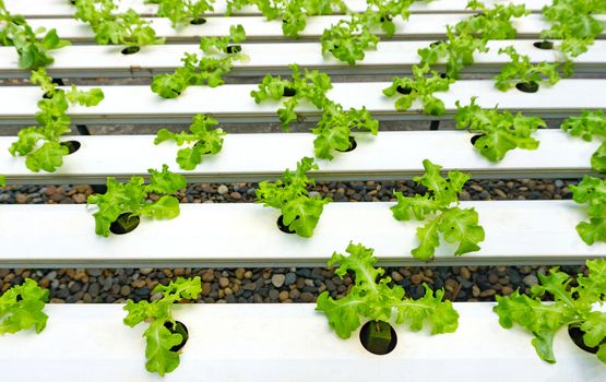 Hydroponics or Hydroculture is the method of growing plants in the nutrients that they need instead of soil. The plant foods are simply put into water instead for the plants to live in. 