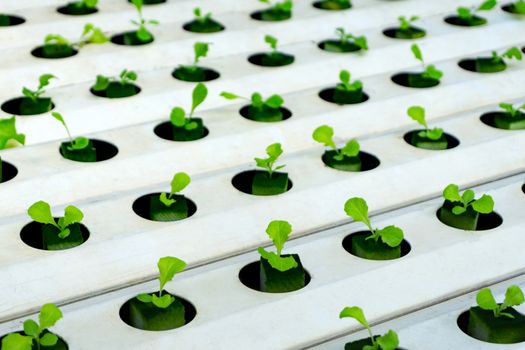 Hydroponics or Hydroculture is the method of growing plants in the nutrients that they need instead of soil. The plant foods are simply put into water instead for the plants to live in. 