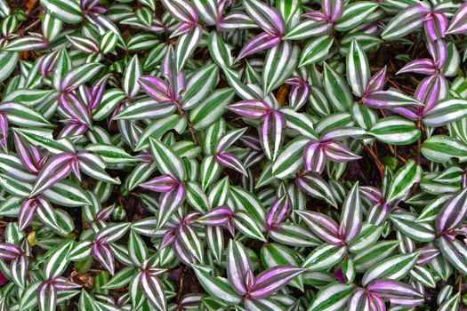 Tradescantia zebrina leaf background has zebra-patterned leaves, the upper surface showing purple new growth and green older growth parallel to the central axis