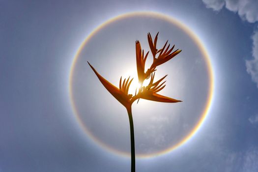 Yellow Flower on sun Halo background for powerful concept.