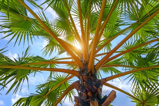 Low Angle View Of Palm Tree Against Sky.