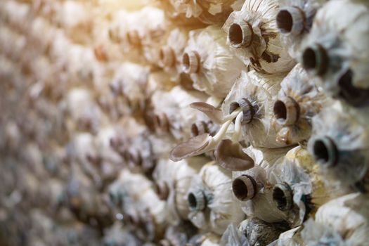 Mushroom spore bags on the farm where the mushroom are blooming