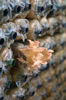 Mushroom spore bags on the farm where the mushroom are blooming