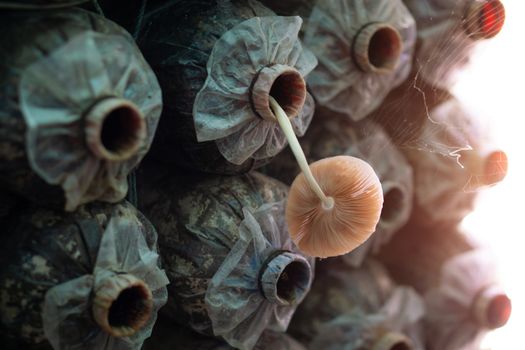 Mushroom spore bags on the farm where the mushroom are blooming