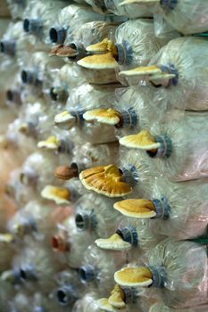 Mushroom spore bags on the farm where the mushroom are blooming