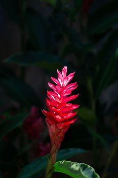 Close-up of Torch Ginger red flower on black background.