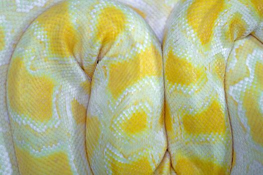 Full Frame Shot Of Yellow Snake Skin.