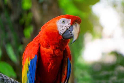 Red Macaw Parrot Is sticking on the branches.