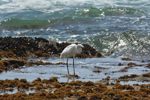 A little egret bird (Egretta garzetta) eating a rockskipper fish it caught in rock pools, Mossel Bay, South Africa