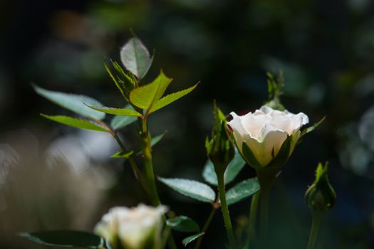 Rose and warm light in garden background , beautiful moments of love and happy life.
